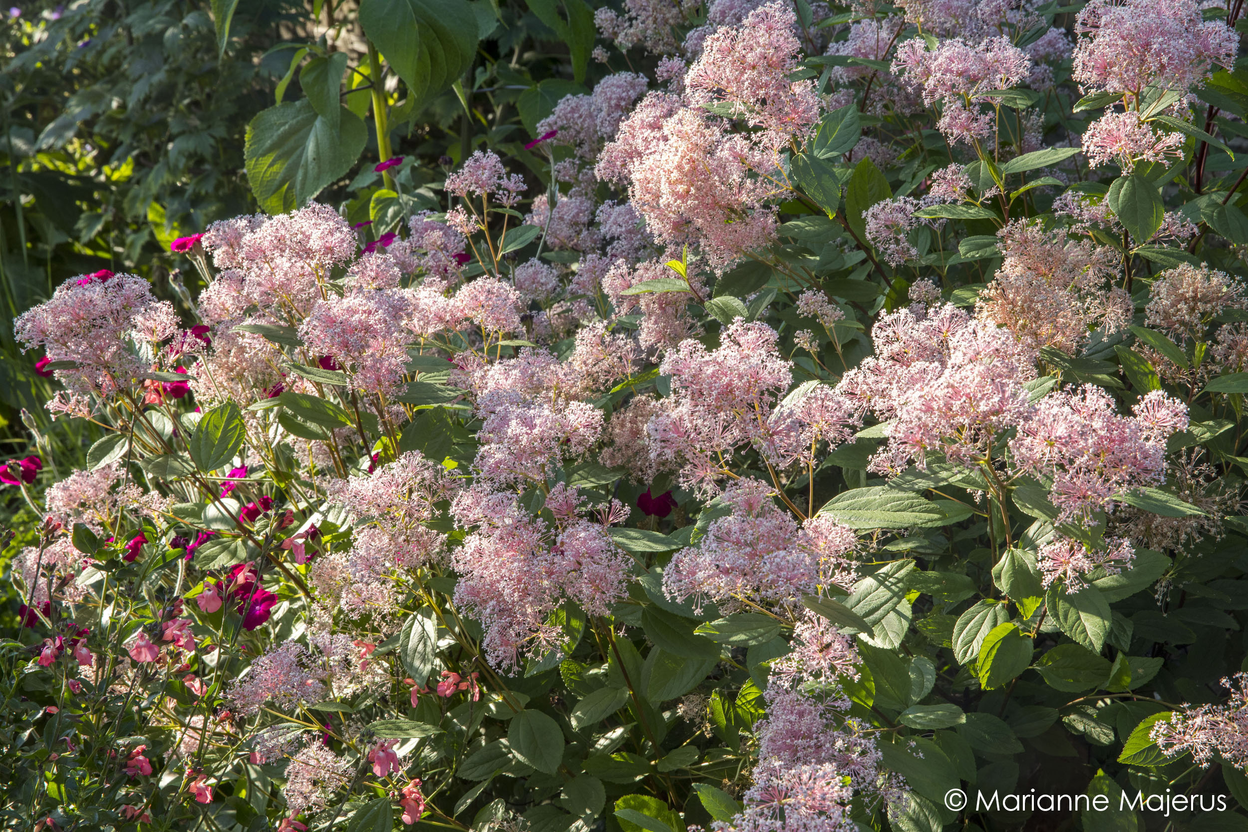 Posy Gentles Making Your Garden | About Me