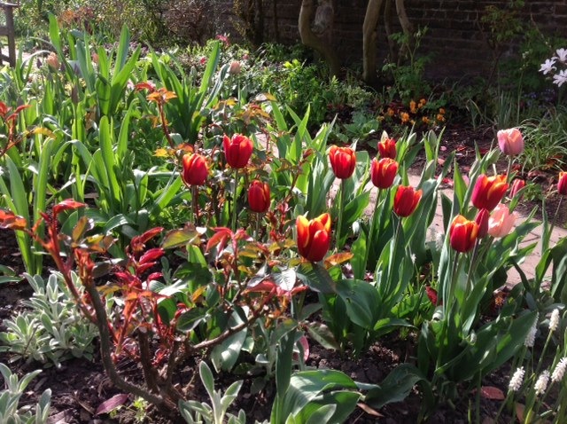 Posy Gentles Making Your Garden | Planting